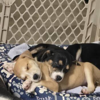 Taffy Violet Angel Cindy -  German Shepherd Dog Dog for Adoption in Santa Barbara, California - Taffy Violet Angel Cindy | PetCurious