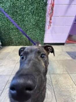 Mixed Breed Dogs Available for Adoption in El Paso, Texas - 60851494 | PetCurious