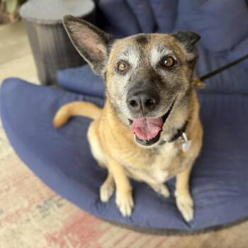 Belgian Shepherd Malinois Dogs Available for Adoption in Ramona, California - Bella Bluebird | PetCurious