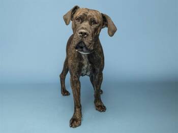 DOZER -  Cane Corso Dog for Adoption in Phoenix, Arizona - DOZER | PetCurious