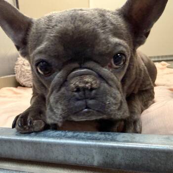 Aura -  French Bulldog Dog for Adoption in Flagstaff, Arizona - Aura | PetCurious