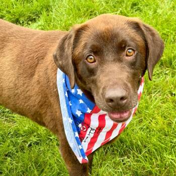 Freedom -  Chocolate Labrador Retriever Dog for Adoption in Pekin, Illinois - Freedom | PetCurious
