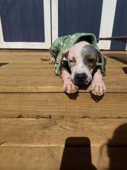 Rescue Hound Dogs for Adoption in Greenville, South Carolina - Vesper | PetCurious