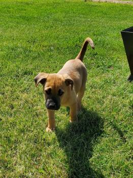 Creamsicle -  Mixed Breed Dog for Adoption in Saskatoon, Saskatchewan - Creamsicle | PetCurious