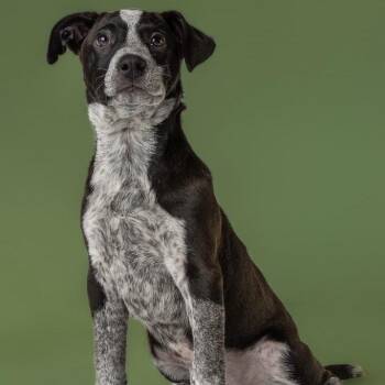 AAD Upcoming Arrival!  Esther - 26111 -  Pit Bull Terrier Dog for Adoption in Armonk, New York - AAD Upcoming Arrival!  Esther - 26111 | PetCurious