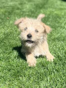 Winston -  Terrier and Miniature Poodle Dog for Adoption in Ephrata, Washington - Winston | PetCurious