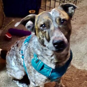 Cattle Dog Dogs Available for Adoption in Houston, Texas - Red | PetCurious