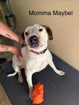 Maybel -  Hound Dog for Adoption in West Union, Ohio - Maybel | PetCurious