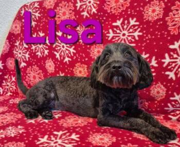 Lisa -  Schnauzer and Poodle Dog for Adoption - Lisa | PetCurious