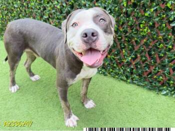 FLINT -  Mixed Breed Dog for Adoption in West Palm Beach, Florida - FLINT | PetCurious