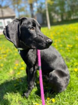 Labrador Retriever Dogs Available for Adoption in Liverpool, New York - Eustace | PetCurious