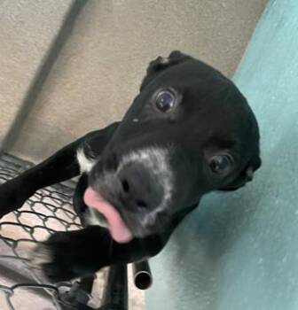Rottweiler Dogs Available for Adoption in Flagstaff, Arizona - Mogget | PetCurious