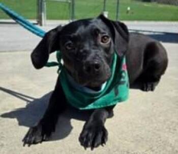 Labrador Retriever Dogs Available for Adoption in Washington, District Of Columbia - Mochachino | PetCurious