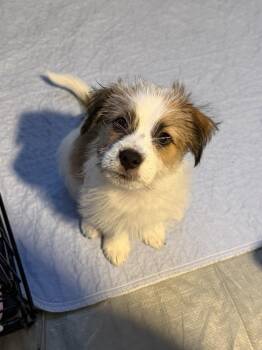 SLINKY -  Terrier Dog for Adoption in Broomfield, Colorado - SLINKY | PetCurious