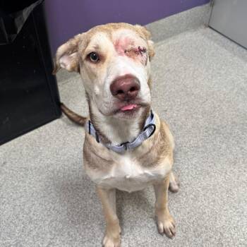 Cinnamon -  Mastiff and Mixed Breed Dog for Adoption in Englewood, Florida - Cinnamon | PetCurious