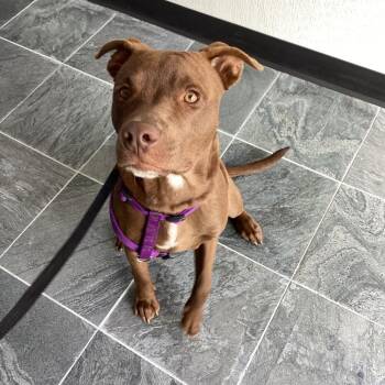 Labrador Retriever Dogs Available for Adoption - Tater | PetCurious