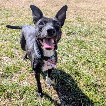 Labrador Retriever Dogs Available for Adoption - Signet | PetCurious