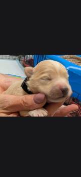 Fella Black collar -  Eskimo Dog and Mixed Breed Dog for Adoption in Syracuse, Indiana - Fella Black Collar | PetCurious