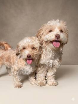 Schnoodle Dogs Available for Adoption - Link | PetCurious
