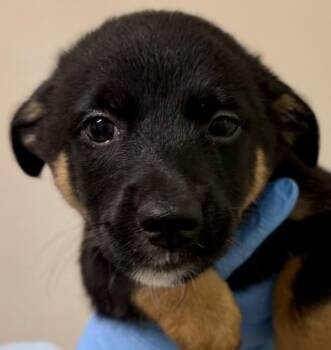 Spooky -  Terrier Dog for Adoption in Walnut Creek, California - Spooky | PetCurious