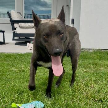 Nero -  Belgian Shepherd Malinois and German Shepherd Dog Dog for Adoption in Harlingen, Texas - Nero | PetCurious