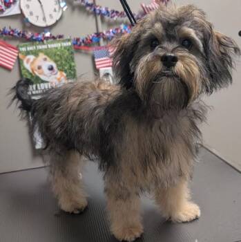 WOOKIE WOO -  Terrier and Mixed Breed Dog for Adoption in Las Vegas, Nevada - WOOKIE WOO | PetCurious