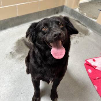 Dixie -  Spaniel and Mixed Breed Dog for Adoption in Hawthorne, California - Dixie | PetCurious