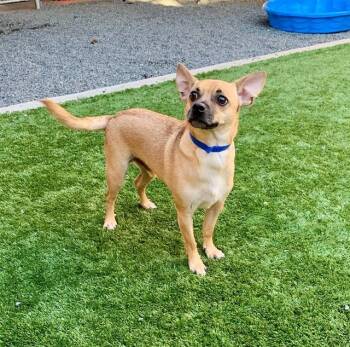 Rescue Chihuahua Dogs for Adoption in San Marcos, California - URGENT! SAVE ME PLEASE! Rolo -ID#A546751 | PetCurious