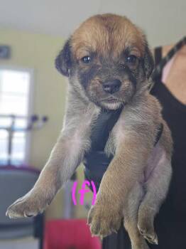 Skyla - Selina -  American Bulldog Dog for Adoption in Lakeland, Florida - Skyla - Selina | PetCurious