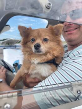 Peaches -  Pomeranian and Chihuahua Dog for Adoption in Shermans Dale, Pennsylvania - Peaches | PetCurious