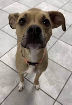 Terrier Dogs Available for Adoption - Rosie | PetCurious