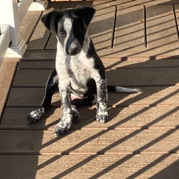 Australian Cattle Dog Blue Heeler Dogs Available for Adoption in South Hempstead, New York - Percy | PetCurious