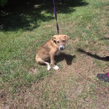 Mateo -  Hound and Mixed Breed Dog for Adoption in Clanton, Alabama - Mateo | PetCurious