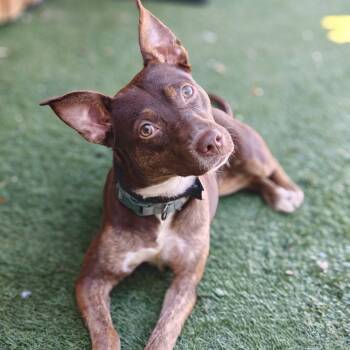 Shepherd and Terrier Dogs Available for Adoption - Mavis | PetCurious