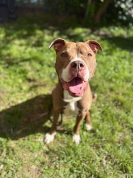 Naperville -  Pit Bull Terrier Dog for Adoption in Chicago, Illinois - Naperville | PetCurious