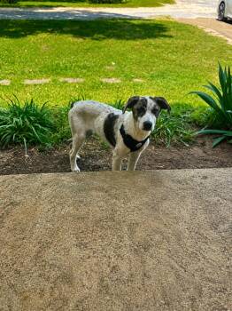 Catahoula Leopard Dog Dogs Available for Adoption in Holly Springs, Mississippi - Morris Day | PetCurious