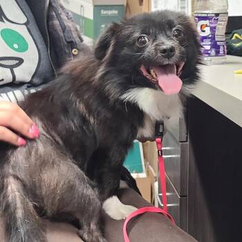 Pomeranian Dogs Available for Adoption in Oak Park, Illinois - Dee Dee | PetCurious