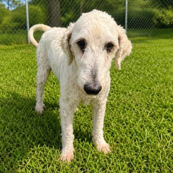 Shia -  Standard Poodle Dog for Adoption in Tulsa, Oklahoma - Shia | PetCurious
