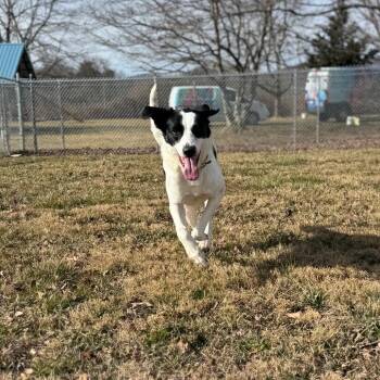 Mixed Breed Dogs Available for Adoption - Dolly Parton | PetCurious