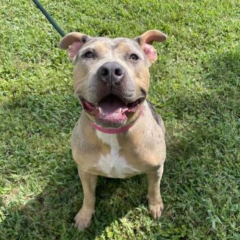 Sarabi -  Mixed Breed Dog for Adoption in Chattanooga, Tennessee - Sarabi | PetCurious