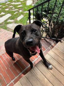 Zeke -  Pit Bull Terrier Dog for Adoption in Ossining, New York - Zeke | PetCurious