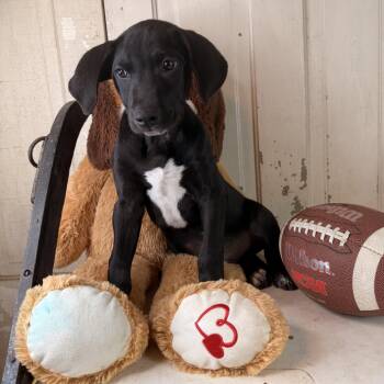 Stone -  Labrador Retriever and Coonhound Dog for Adoption in Atlanta, Texas - Stone | PetCurious
