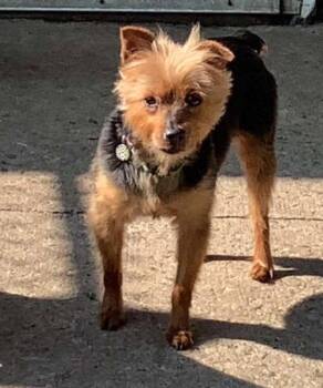 Jamie - Spay July 14th -  Yorkshire Terrier Dog for Adoption in London, Ontario - Jamie - Spay July 14th | PetCurious