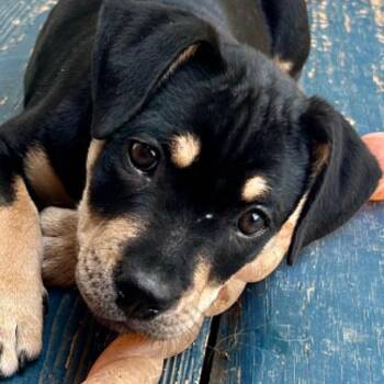 Moose on the Loose -  Mixed Breed Dog for Adoption in Olathe, Kansas - Moose On The Loose | PetCurious