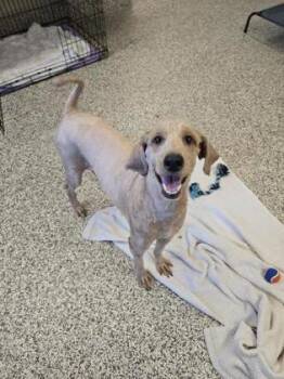 Bailey -  Mixed Breed Dog for Adoption in Westland, Michigan - Bailey | PetCurious