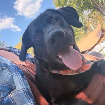 Remy -  Black Labrador Retriever Dog for Adoption in Fort Payne, Alabama - Remy | PetCurious