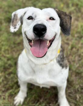 Jasmine -  English Setter and Spaniel Dog for Adoption in Houston, Texas - Jasmine | PetCurious