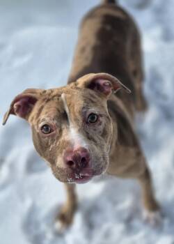 Pit Bull Terrier and Catahoula Leopard Dog Dogs Available for Adoption in Oxford, Michigan - Sapphire | PetCurious