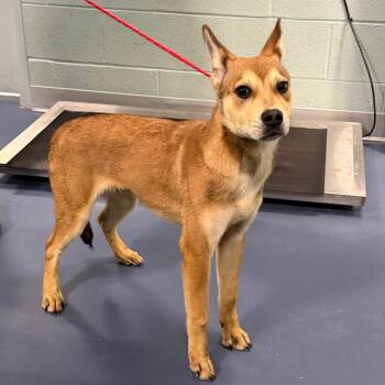 Mixed Breed and Shepherd Dogs Available for Adoption - Chobani | PetCurious