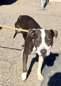 TRINITY 276-26 -  Pit Bull Terrier Dog for Adoption in Cambridge, Ohio - TRINITY 276-26 | PetCurious